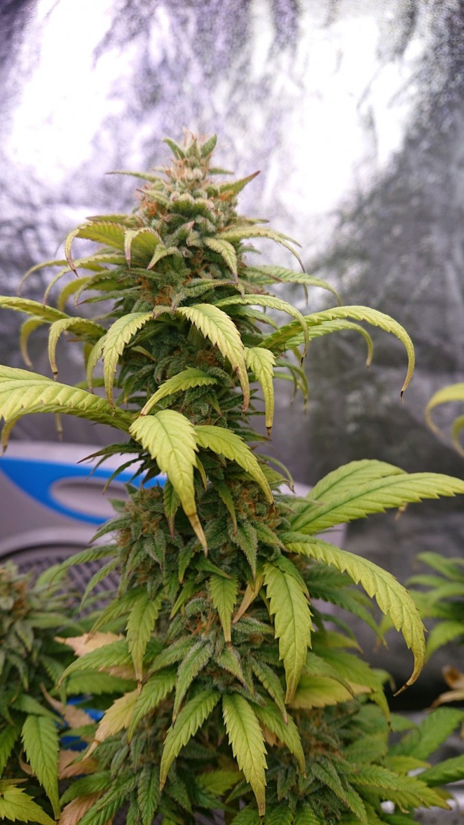 obscura1622928468038