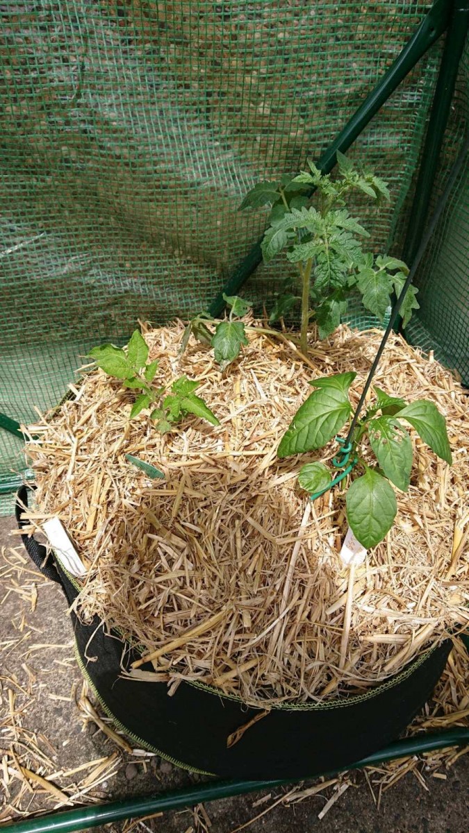 obscura1622895045595