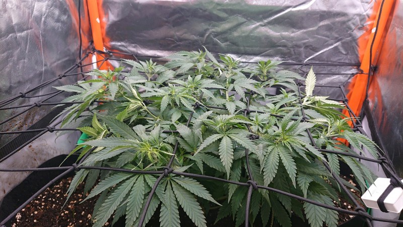 obscura1622994490450