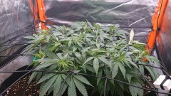 obscura1622994490450