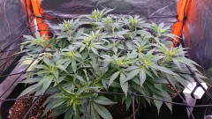 obscura1623068011514