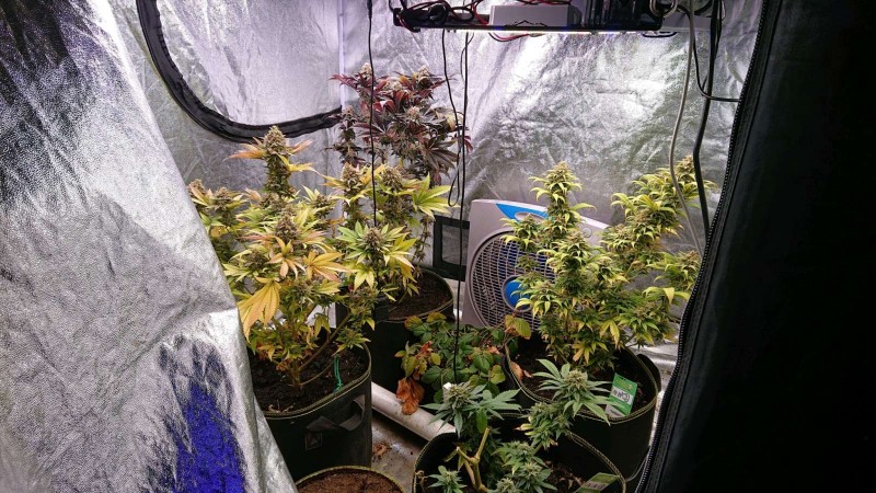 obscura1623068714458