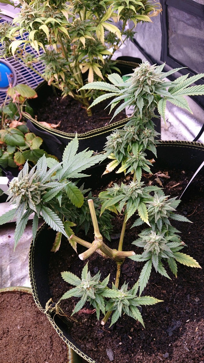 obscura1623068667188