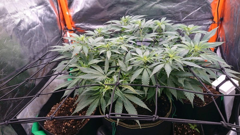 obscura1623156226490