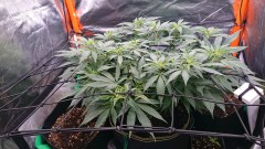 obscura1623156226490