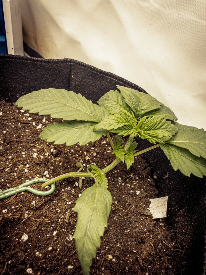 2A3F07E2-2A88-4FB8-90E5-347F38E5071F