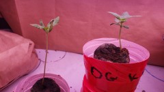 16231920031267984063372697311155