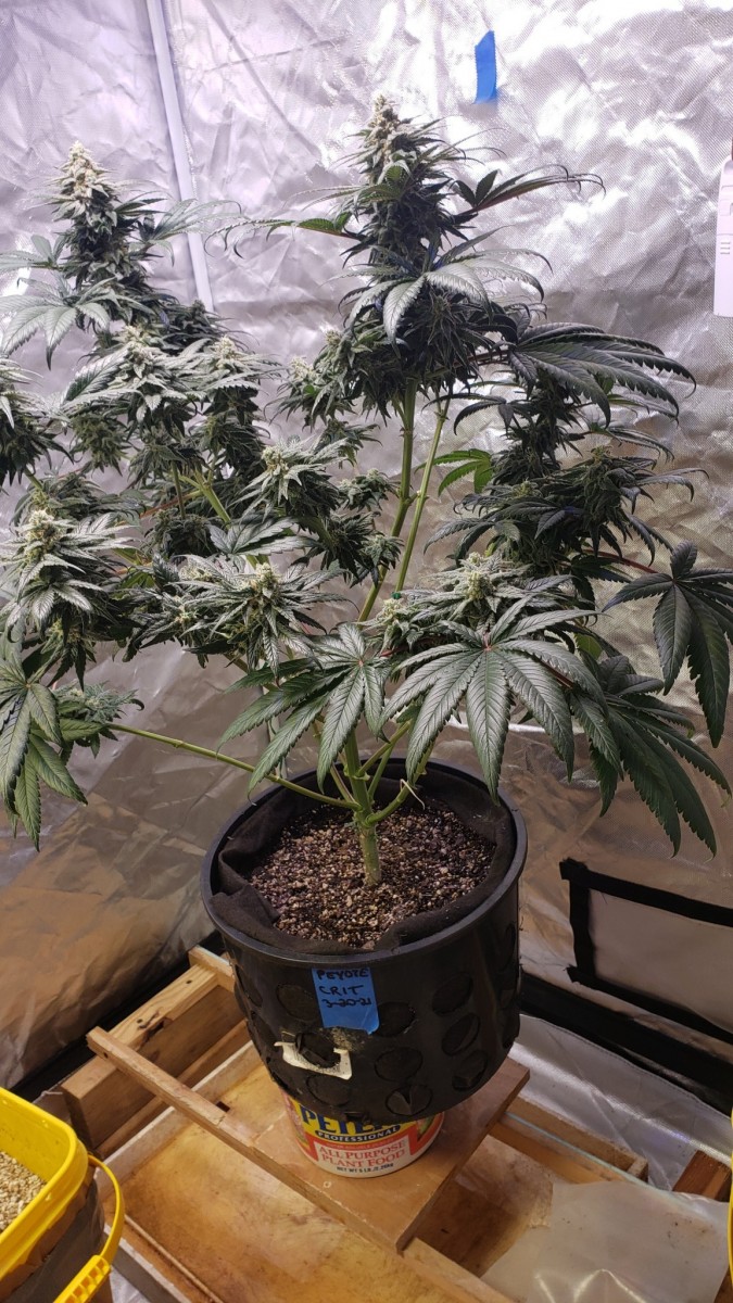 16231921866605934179041756822615