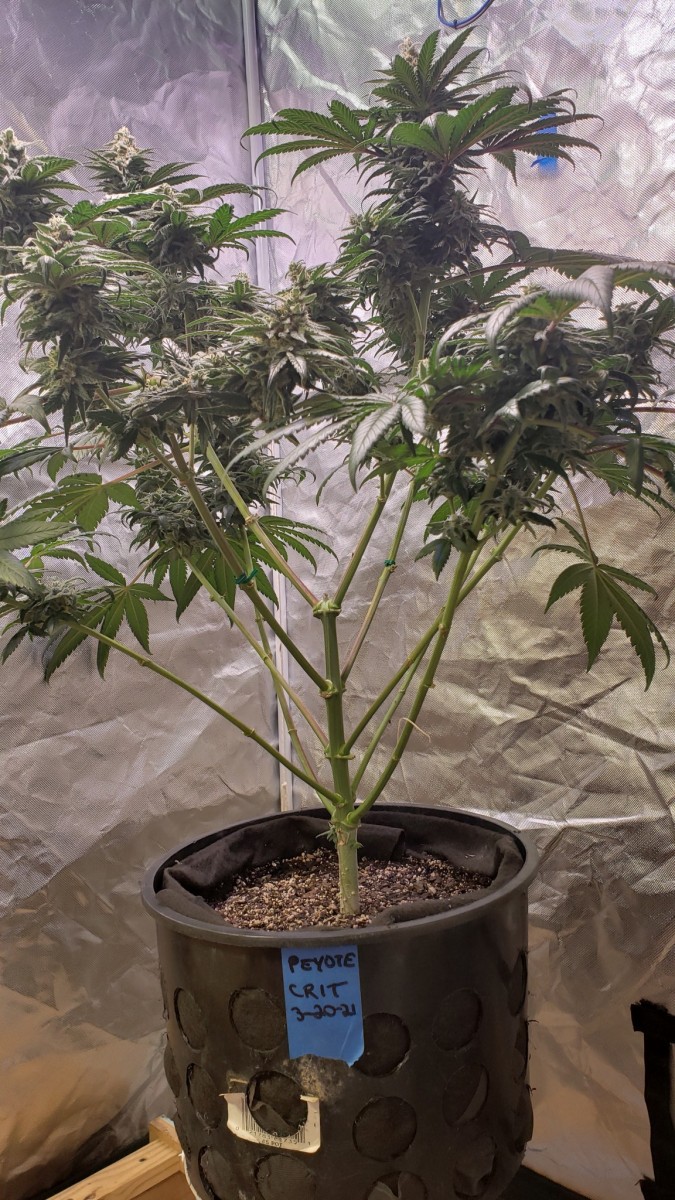 1623192284480272031596846296561