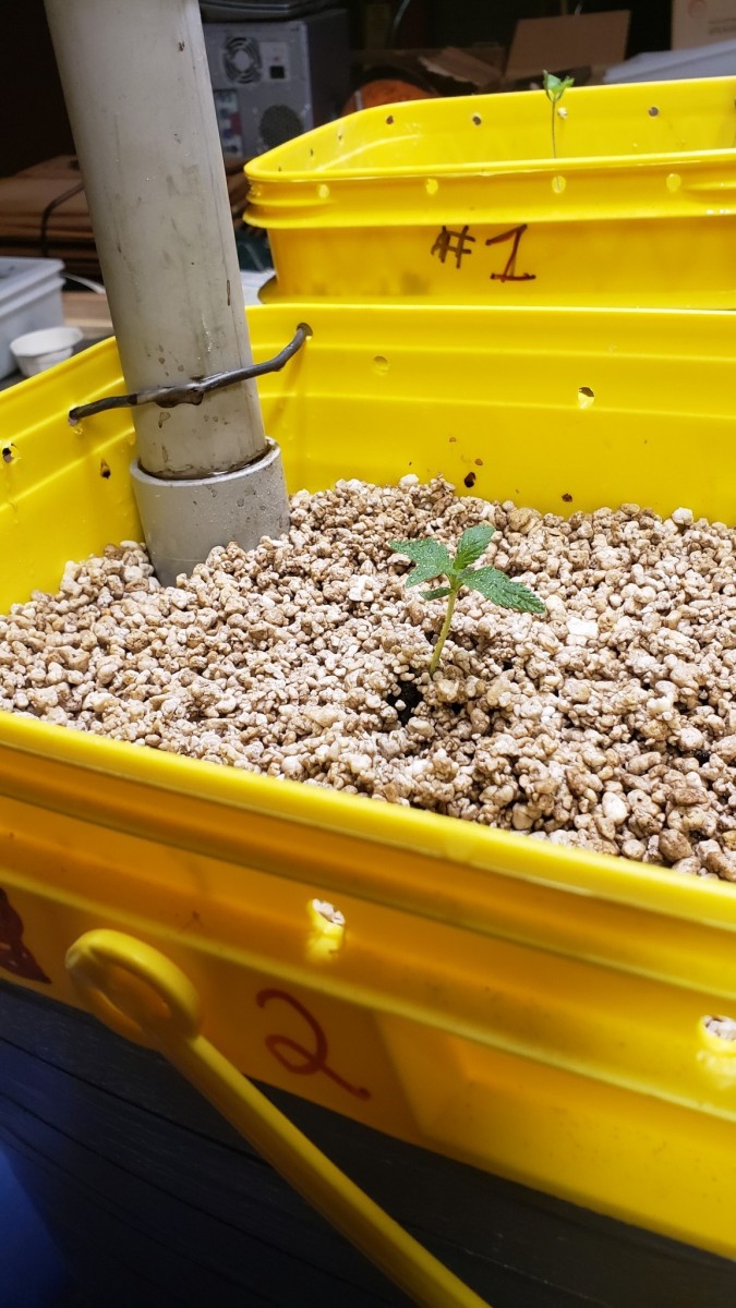 16231971462392789927140615662918