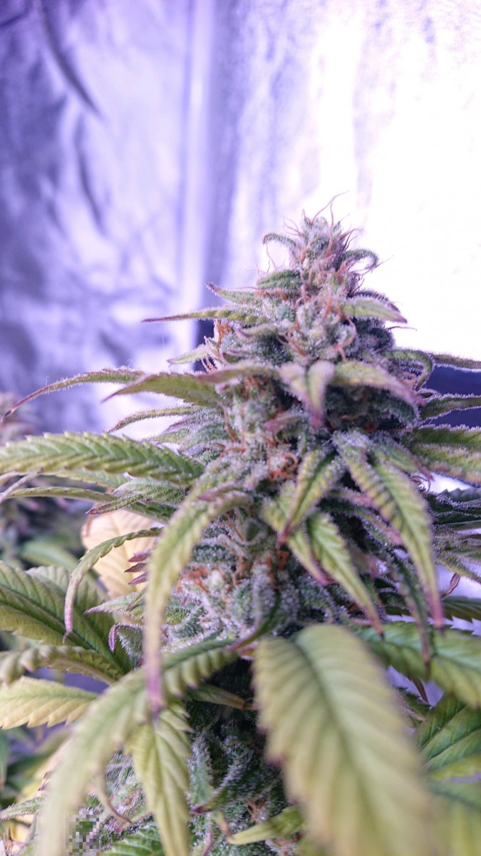 obscura1623240694170