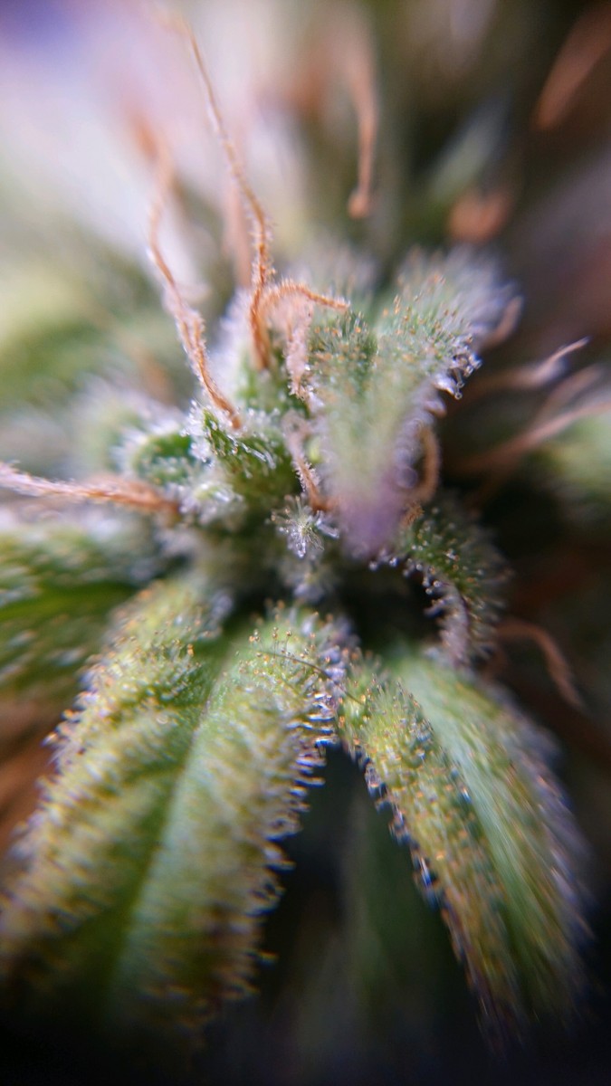 obscura1623240874816