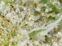 962469E7-9308-4F16-B902-52F989AE3FB9