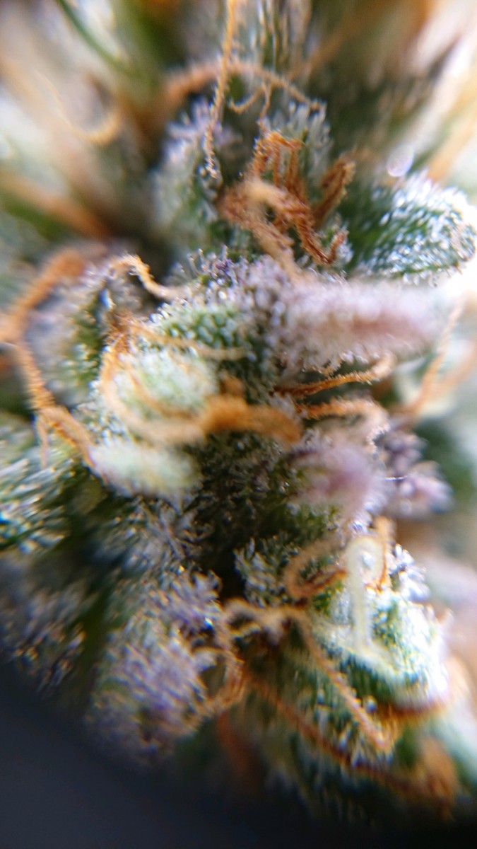 obscura1623339744904