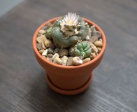 Peyote