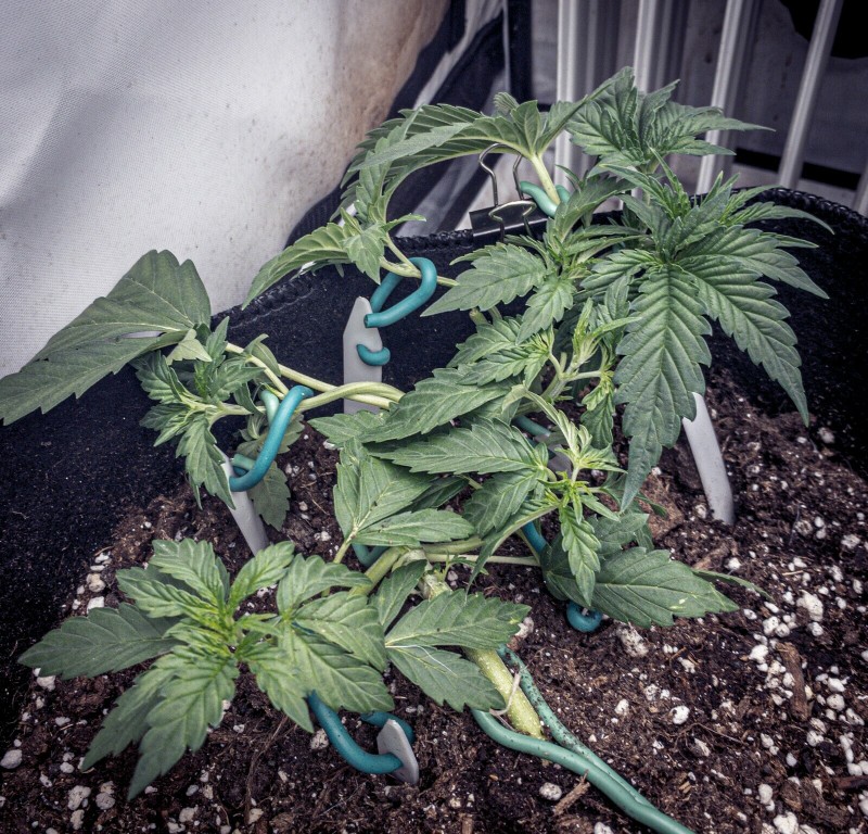 71502A9D-F54A-4836-BA30-0556DD16DC82