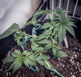 71502A9D-F54A-4836-BA30-0556DD16DC82