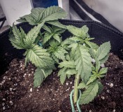 CA455E4E-E438-4EEC-93CD-DA65BC79E80B