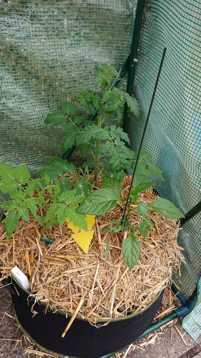 obscura1623423510810