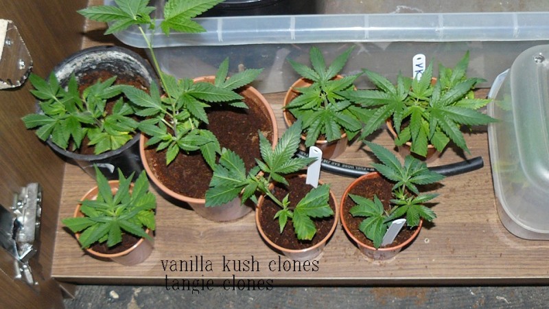 drobes etc 11 6 21 008