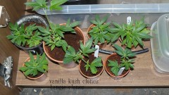 drobes etc 11 6 21 008