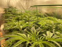 DB4A7F87-33E0-40FB-9DA9-09D220132BCB