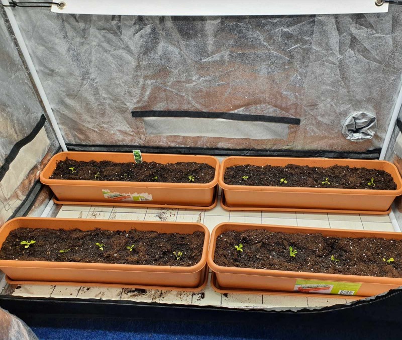 IMG_20210323_080717_898