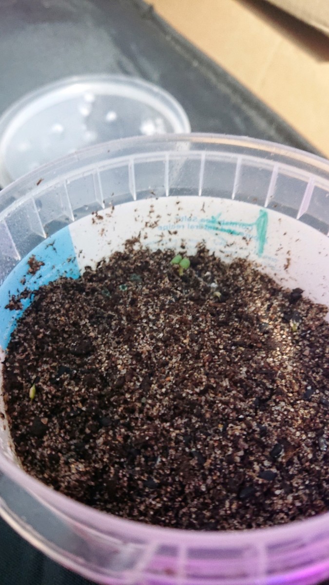 obscura1623513015056