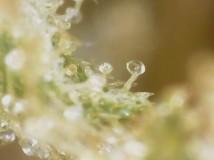 A05E6813-D5C9-4D4A-81BC-4C3A740B8F3A