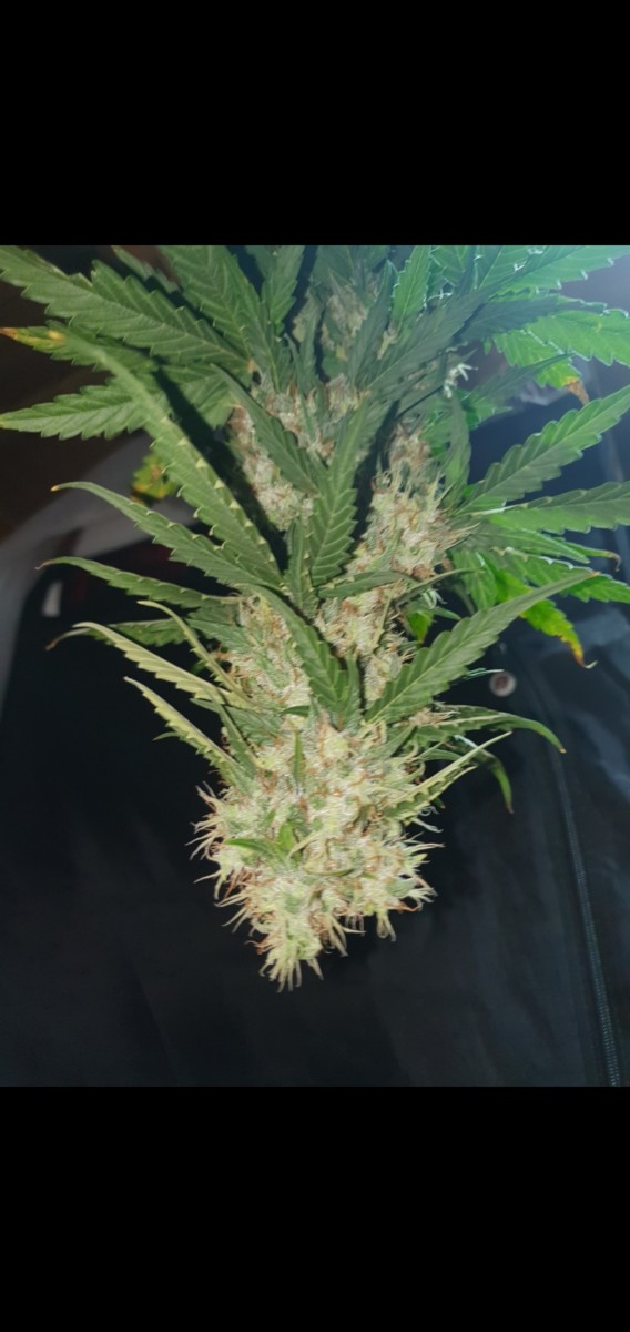 Screenshot_20210614-111035_Gallery