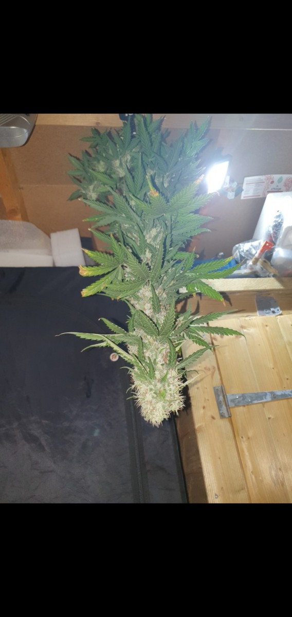 Screenshot_20210614-111025_Gallery