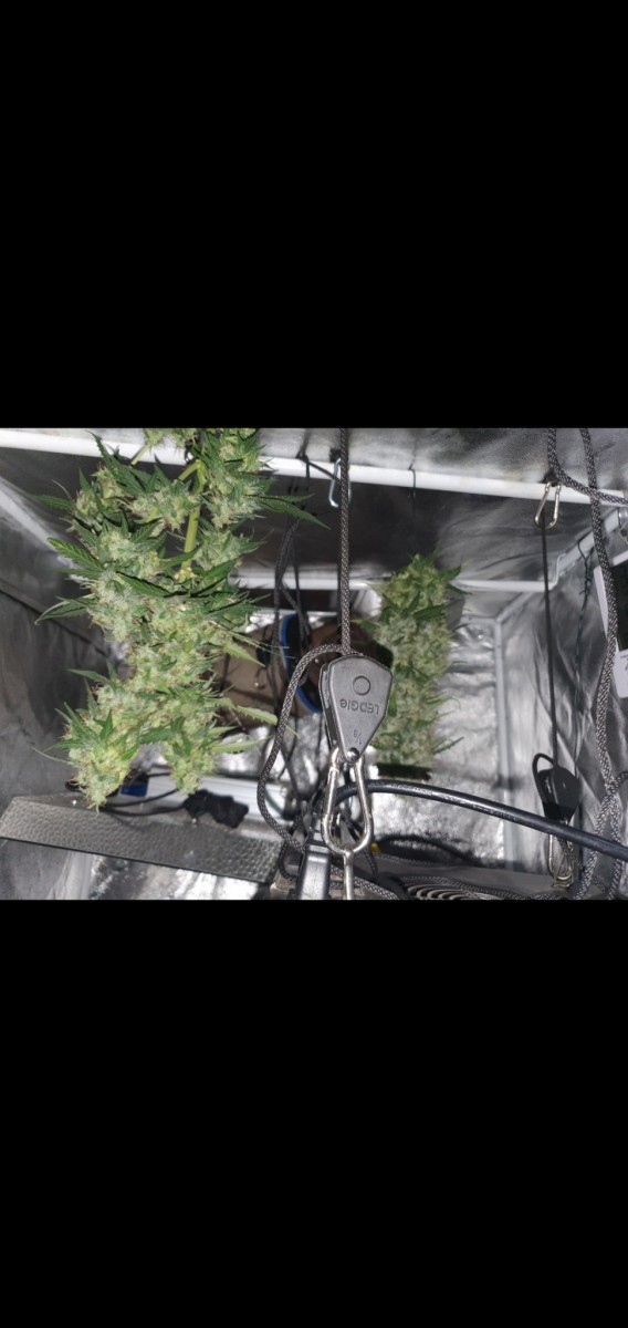 Screenshot_20210614-111020_Gallery