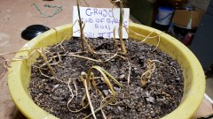 16237177254015226091485472082056