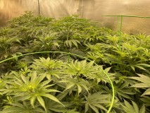 29DB2159-43B2-4A90-8E0C-DECBF5FF0F1D