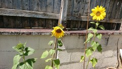 obscura1623756022730