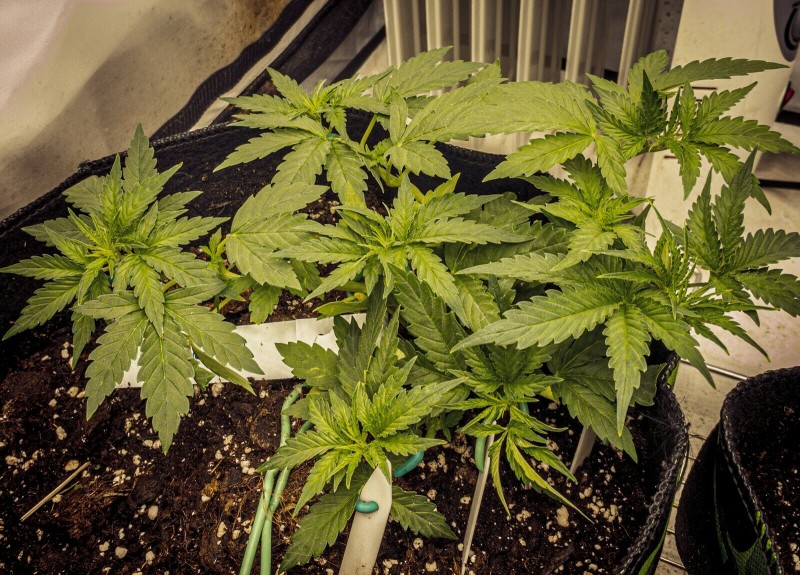 5353EF34-EA2A-4A18-ABA1-4F94629AC429