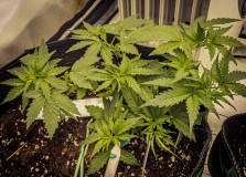 5353EF34-EA2A-4A18-ABA1-4F94629AC429