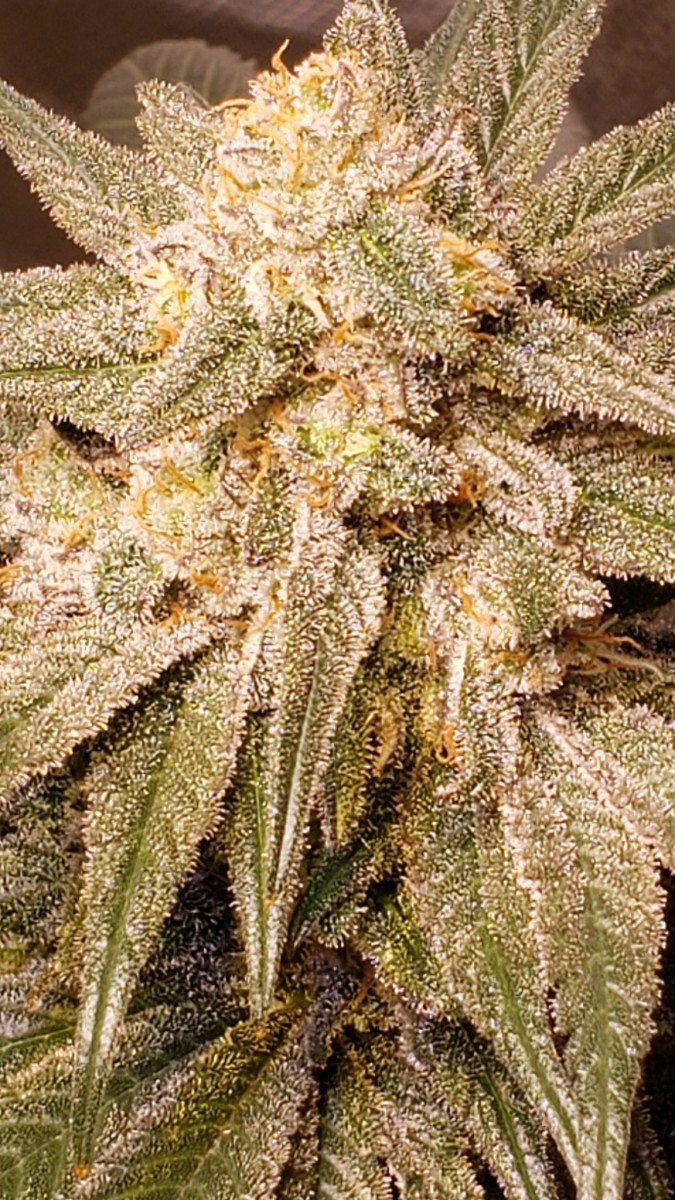 16237811703987866382390687908953