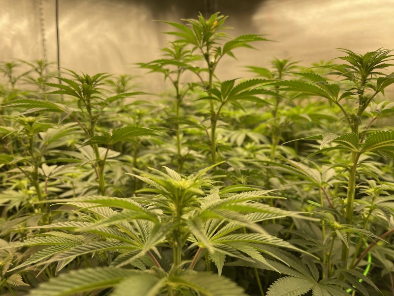 55035CA1-94D6-45FC-B3C4-70CD1180D0B0