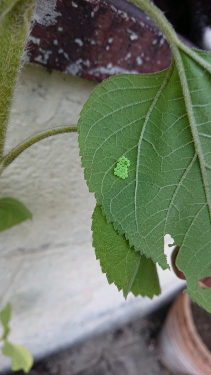 obscura1623868714841