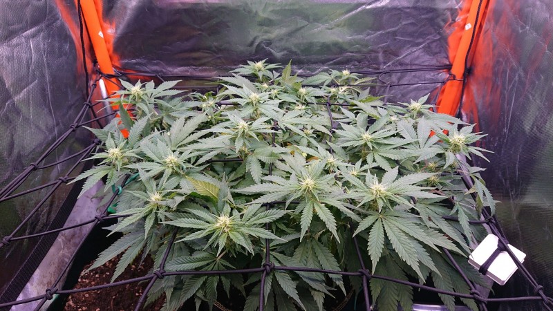 obscura1624191467905