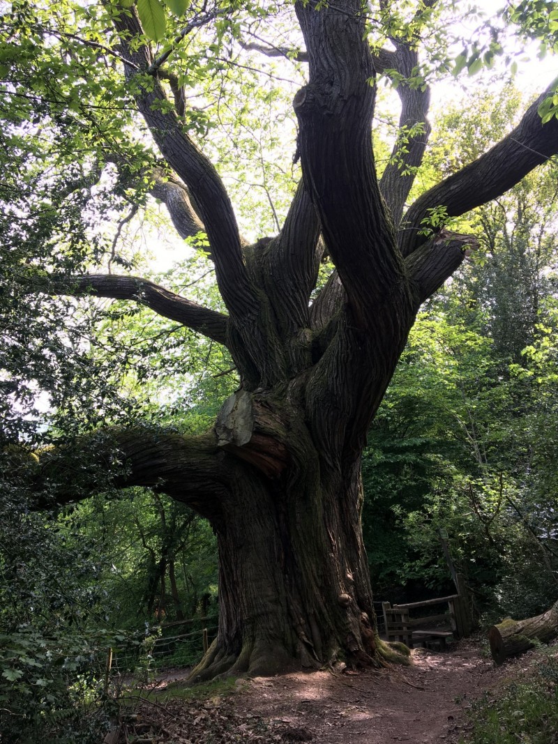 A258141D-8725-4313-8F52-56A1C2F4137B