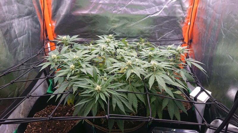 obscura1624363455027