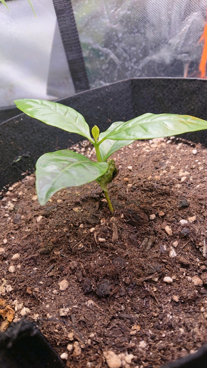 obscura1624364123533