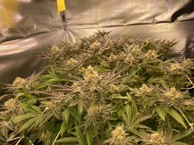 7C173EFB-7CD3-47DC-B7D6-BF3479FDA731