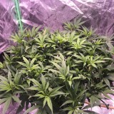 E4FD87A1-4F81-4218-ACF5-7CDF6E17CD0E