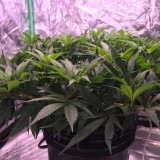 AF23C51D-DA3A-4EF1-AA8A-497D8C5BDE07