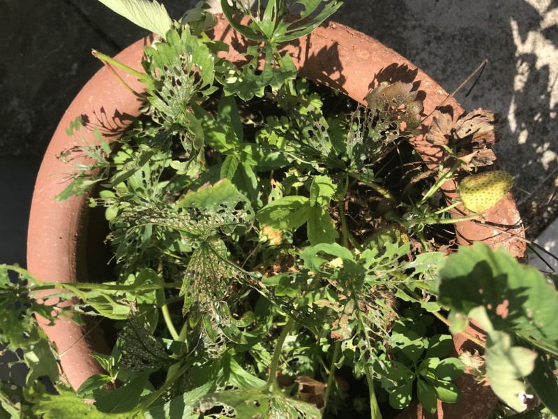 5286FCC6-1BFE-4916-B8E1-437B80662E04