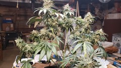 16244810140157698391242145841634