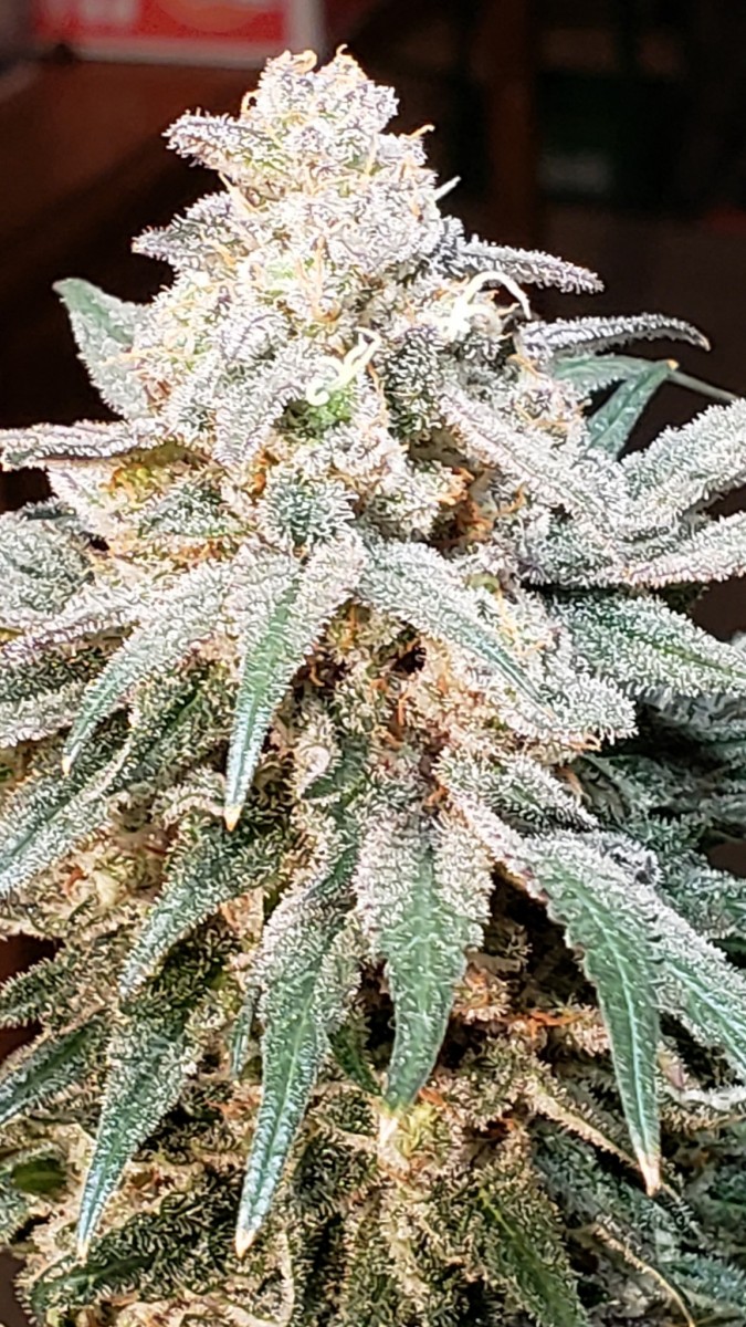 16244810882988340468521724222766